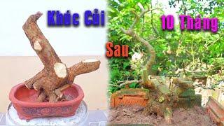 10 Tháng Biến Khúc Củi hoa giấy thành Cây Hoa Giấy Bonsai đẹp