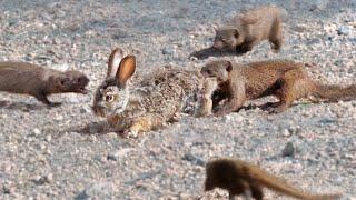 Mongooses Tear Baby Hare Apart