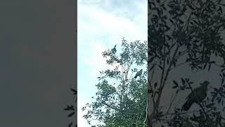 burung punai kena jebakan pulut lidi