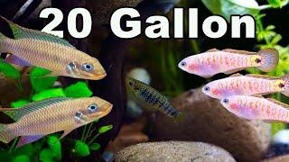 Fish You Can Keep Together in a 20 Gallon Community Aquarium So Many Options