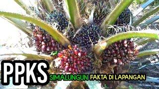 Panen PPKS Simalungun usia 3 tahun ternyata seperti ini hasilnya..#ppkssimalungun #sawitunggul