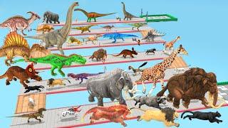 Which Animal vs Dinosaurs Speed Race Run Zigzag Down Course from Outside Animal Revolt Battle Simul