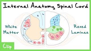 Internal Anatomy Of The Spinal Cord Explained Rexed Laminae & White Matter Tracts  Clip