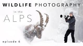 WILDLIFE PHOTOGRAPHY EXPEDITION ⎸ The King of the ALPS - ep 6