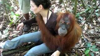 Orangutan Bukit Lawang  Indonesia Sumatra
