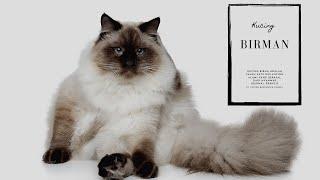 kucing birma atau birman  birman cat kucing termahal di dunia  kucing ragdoll  kucing persia