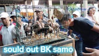 samo sold out pakhoy ori di borongmas Pramono