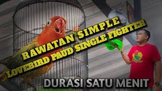 Rawatan SIMPLE Lovebird Paud SINGLE FIGHTER agar NGEKEK PANJANG  Doni - Alka SF Pemalang