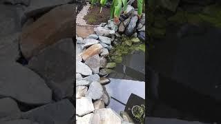 NATURAL POND FOR GUPPY