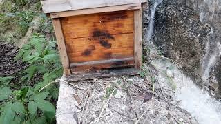 【真過癮】诱蜂箱有侦查蜂了，隔天蜜蜂就来了，漫天飞舞的蜜蜂往诱蜂箱里冲