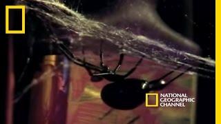 Deadly Mates Black Widow Spider  National Geographic