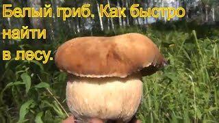 Поход в лес белые грибы ищем по запаху 18 июля 2017 белый гриб легко найти тайга природа выживание