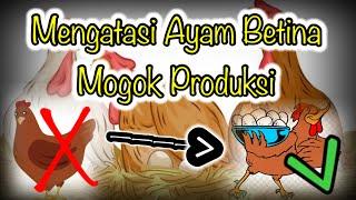 Mengatasi Ayam Betina Macet Bertelur