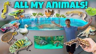 ALL My EXOTIC ANIMALS In ONE Video *Update*