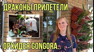 Орхидея Гонгора.  Gongora grossa
