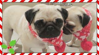 PUG CHRISTMAS SCARVES  Vlogmas