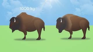 American Bison