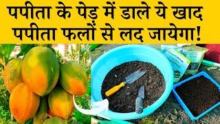 पपीता के पेड़ में डाले ये खाद फलों से लद जायेगा  Papita ke ped mein kaun sa khad dale Updated