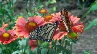 Walk Among Live Butterflies GNC