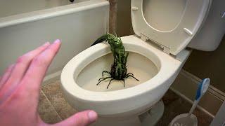 it crawled out from my toilet...