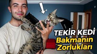 TEKİR KEDİ BAKMANIN ZORLUKLARI  Hüsrevden Neler Çekiyorum?   #tekirkedi