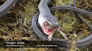 Dragon Snake   Feeding on Treefrog