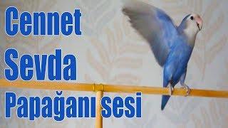 Cennet Papağanı Ötüşü Sesi - Lovebirds Singing