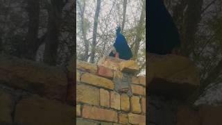 couples of peacocks  #youtubeshorts #peacocklove #peacockvoice #youtuber #viral #birdsoundvideo