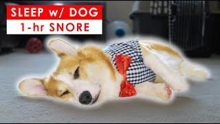 SLEEP WITH ME - 1 HOUR CORGI DOG SNORING ASMR VIDEO