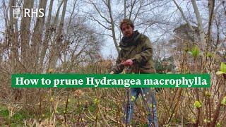 How to prune Hydrangea macrophylla  The RHS