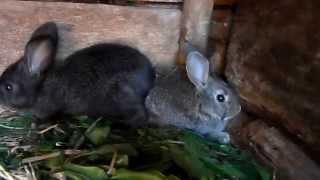 Маленькие три домашние кролика. Серые кролики и белый кролик. Little three domestic rabbits