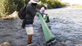 Mira estos dos hombres usan hábilmente sus atarrayas para atrapar tremendos camarones del río