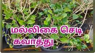 pruning jasmine plantbest time to do pruning kavathu panuvathu epadi கவாத்து  செய்வது எப்படி?