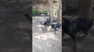 Gurman sharphard fight during mating breeding male dog died on the spot shocked everyone see to end