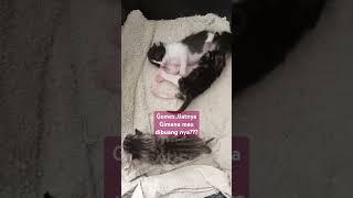 anak kucing lucu  bayi kucing 6 hari  baby cats  kucing lucu  cat   #shorts