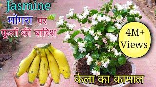 How to grow Mogra plant in Pot  Grow Jasmine Complete Guide