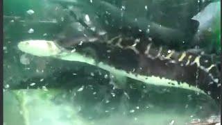 Giant snakehead fish monster eating fish