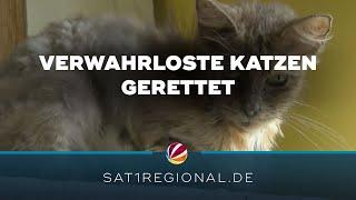 68 verwahrloste Katzen gerettet