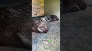 A day in the life of a Porcupine Episode 6  #shorts #planetzoo