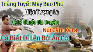 Chuyện Lạ Núi Cấm Mây Bao Phủ Phật Cá Bò Lên Bờ Ăn Cỏ Phát Hiện Thuốc Trị Bao Tử Ung Thư Củ Ngải Đen