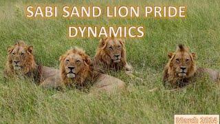 SABI SAND LION PRIDE DYNAMICS  March 2024