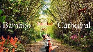 TRINIDAD AND TOBAGO 101 THE BEAUTIFUL BAMBOO CATHEDRAL OF TRINIDAD Tucker Valley in Chaguaramas