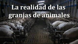 La realidad de las granjas de animales