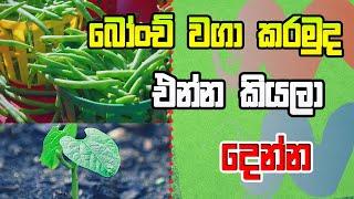 ගෙදර සිට සරලව  බෝංචි වගා කරන ආකාරය #sl#green#garden