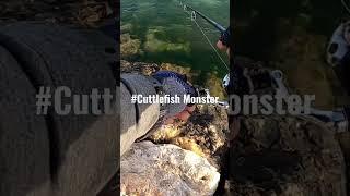 Cuttlefish attack near in the Rock#shorts #fishing #cuttlefish #shorefishing