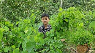 Nam - poor boy Harvesting green vegetables to sell. Cook a meal. Daily life of an orphan boy