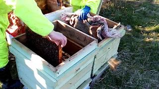 Противороевые работы на пасеке. Деление пчелосемей на поллета. 25 май 2018