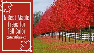 5 Best Maple Trees for Fall Color  NatureHills.com