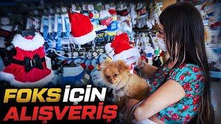 FOKS’la ALIŞVERİŞ YAPTIK  Amerikada petshop marketi 