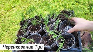 Черенкование Туи Летом Простой способ размножения 2 варианта выращивания черенков
